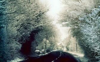 Winter Forest Desktop Wallpaper Full HD