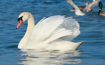 Mute Swan Computer Wallpaper Desktop Background Id
