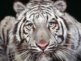 Image Gallary Beautiful Tigers Wallpaper Tiger For