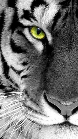 White Tiger iPhone Wallpaper