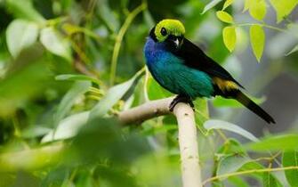 Birds Of Paradise Image Best HD Wallpaper