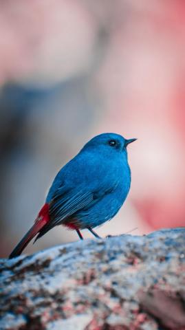 Birds Pictures