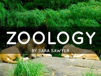 Zoology By Dane Currin