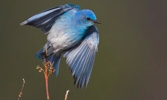 Blue Bird Wallpaper