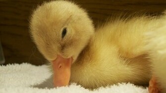 File Baby Duck Jpg