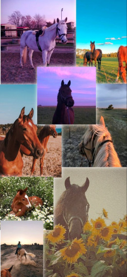 Adie Phone Wallpaper Horse