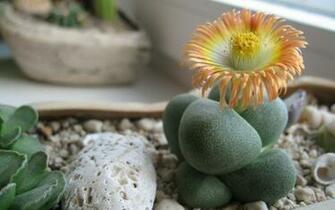 Nice Cactus Flowers Wallpaper Windows