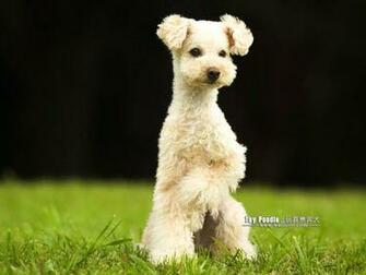 Poodle Puppy Curly Coat Miniature Wallpaper Poodles