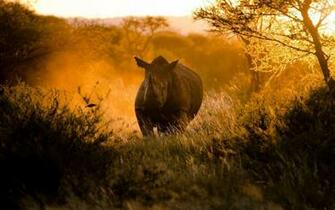 Africa Wallpaper Amazing