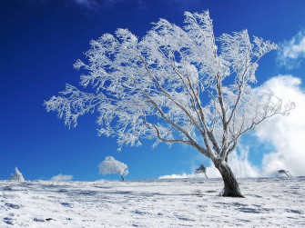 Winter Background