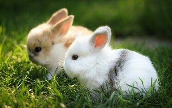 Wallpaper White Rabbit HD Obediently