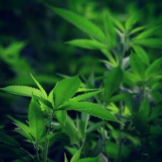 iPhone Wallpaper Anyone Else Got Any Cool Stoner Weed