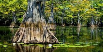Louisiana The Bayous Of Are So Much More Than Swamps These