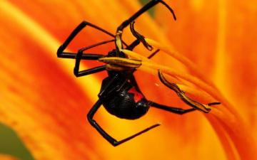 Spider Wallpaper Id Wallpapervortex