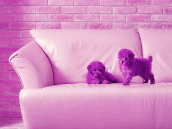 Pink Puppies Wallpaper