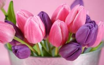 Pink And Purple Tulips Flowers Wallpaper HD