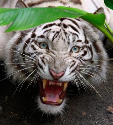 Angry White Tiger Wallpaper Bengal