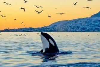 Mind Blowing Killer Whale Pictures
