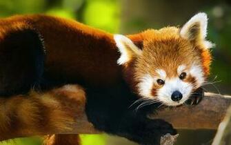 Red Pandas Bear