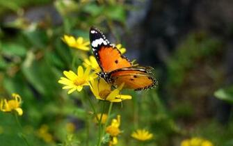 Animalia Insects Fun Flower Kiss Wallpaper Egg Spring