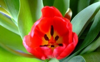 Red Tulips Wallpaper Stock Photos