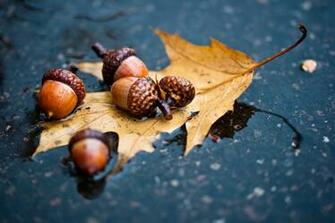 Autumn Acorn Oak Leaf Rain Puddle Asphalt Wallpaper