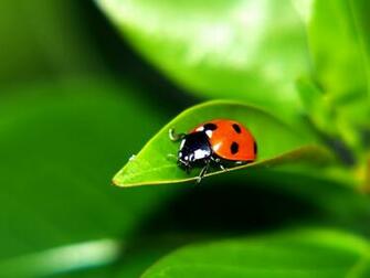 Ladybug Wallpaper