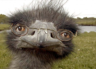 Really Funny Ostrich With Glasses Picture Wallpaper