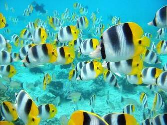 Full Size Pig Faced Clown Butterflyfish Click At Picture