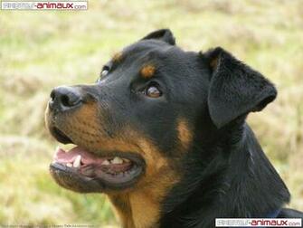 Rottweiler Wallpaper