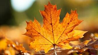 HD Fall Wallpaper Make Your Screen Shine Brighter