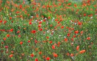 Related For Wildflower Wallpaper