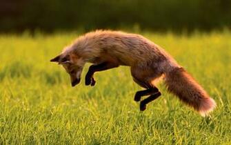 Hunting Pics And Wallpaper For Desktop Best