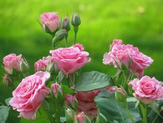 Garden Wallpaper For Desktop And Mobile HD