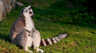Beautiful Animal Wallpaper Which Is Under The