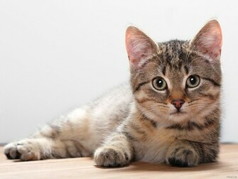 Cute Kitty Wallpaper Cats