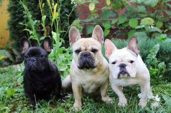 French Bulldog Dog Puppy Wallpaper