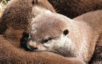 Funny Otter Wallpaper Animal