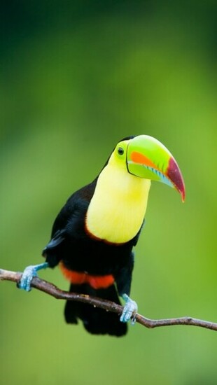 Toucan iPhone Wallpaper Gallery