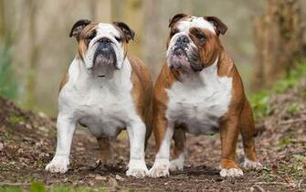 Bulldogs Computer Wallpaper Desktop Background Id