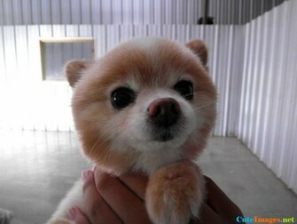 Gizmo Wallpaper CuteImage Net