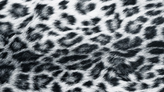 Animal Print Desktop Background Wallpaper