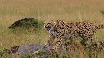 Cheetah Wallpaper