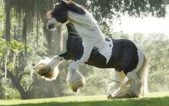 Horse Wallp Horses Wallpaper