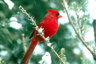 Cardinal Wallpaper For Computer Image Pictures Findpik