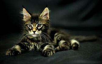 Maine Coon Cats Desktop Wallpaper X Photos Of