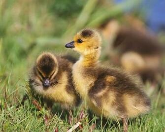Baby Duck Wallpaper