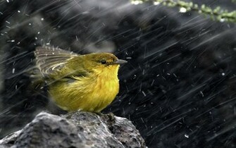 Rainy Day Wallpaper Which Is Under The