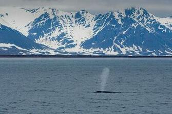 Blue Whale Blowing Water In The Artic Svalbard Islands Wallpaper