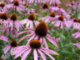 Late Summer Flowers